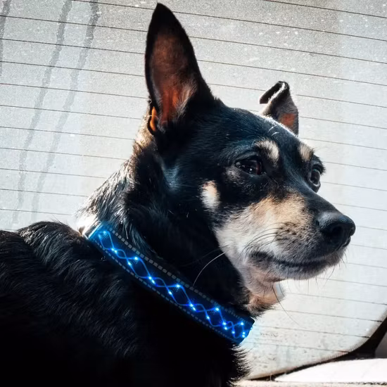 Collari per animali domestici a LED ricamati personalizzati.  Collare per cani LED regolabile